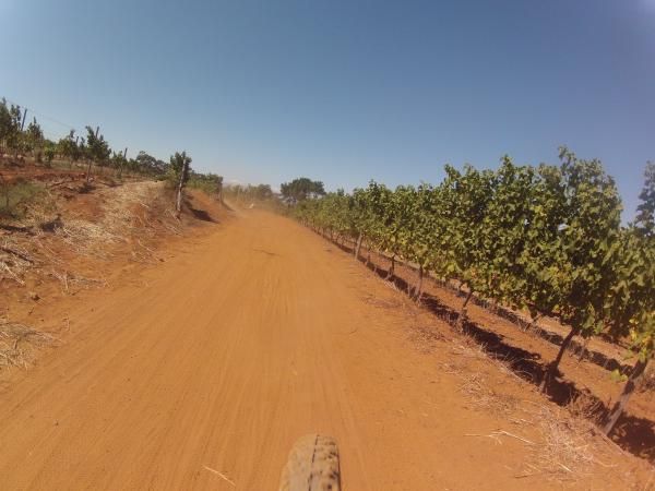 Kilometer after kilometer of vineyards