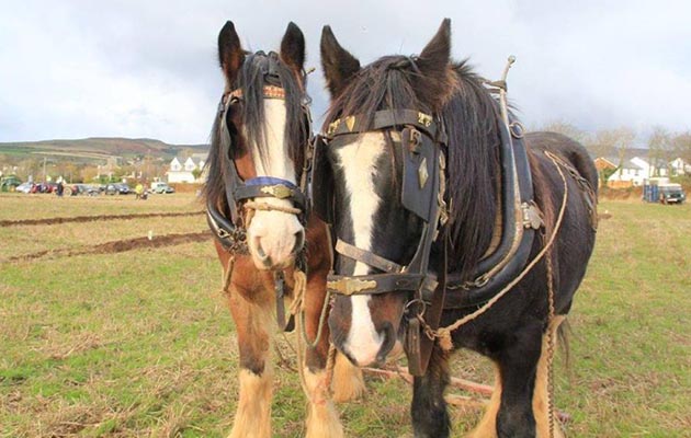 The tram horses enjoy ploughing matches during their winter break