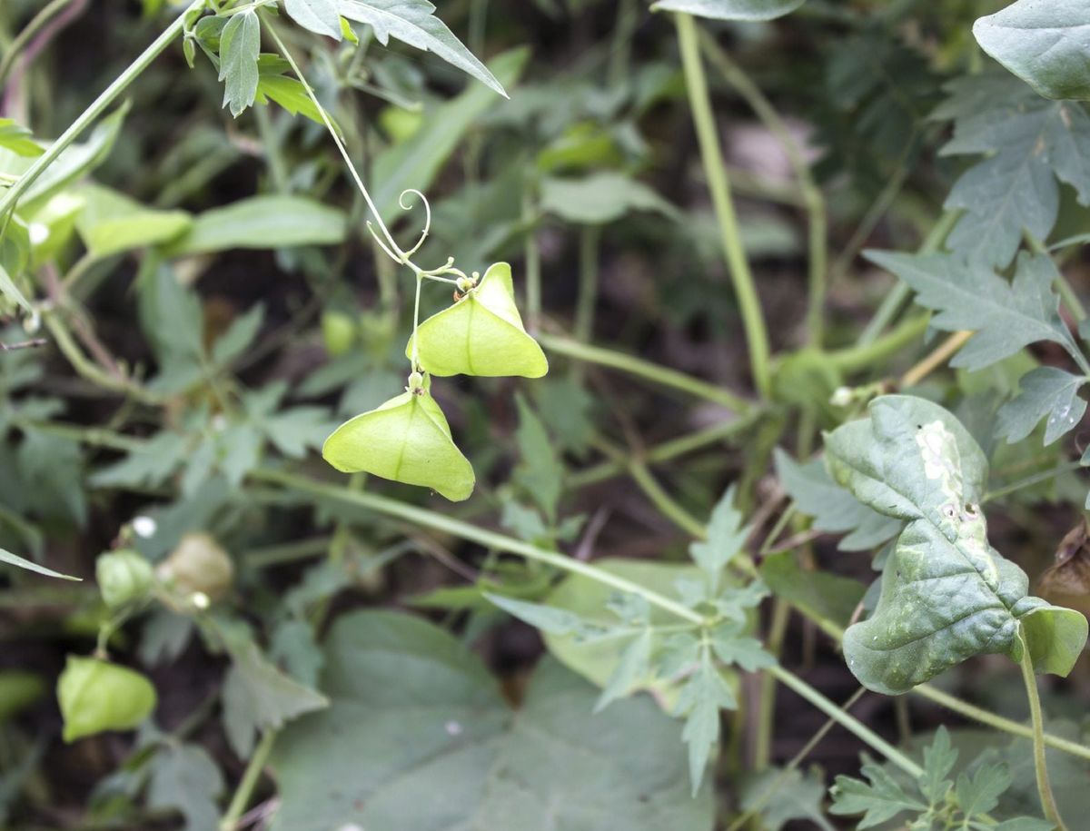 庭に植える風船つる植物: 風船つる植物で愛を育てるコツ