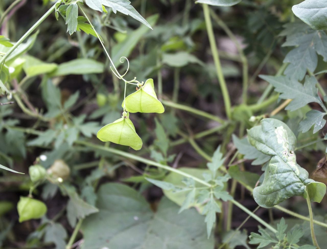 Balloon Vine Plant