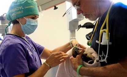 Bird's sight restored in first-ever falcon cataract surgery