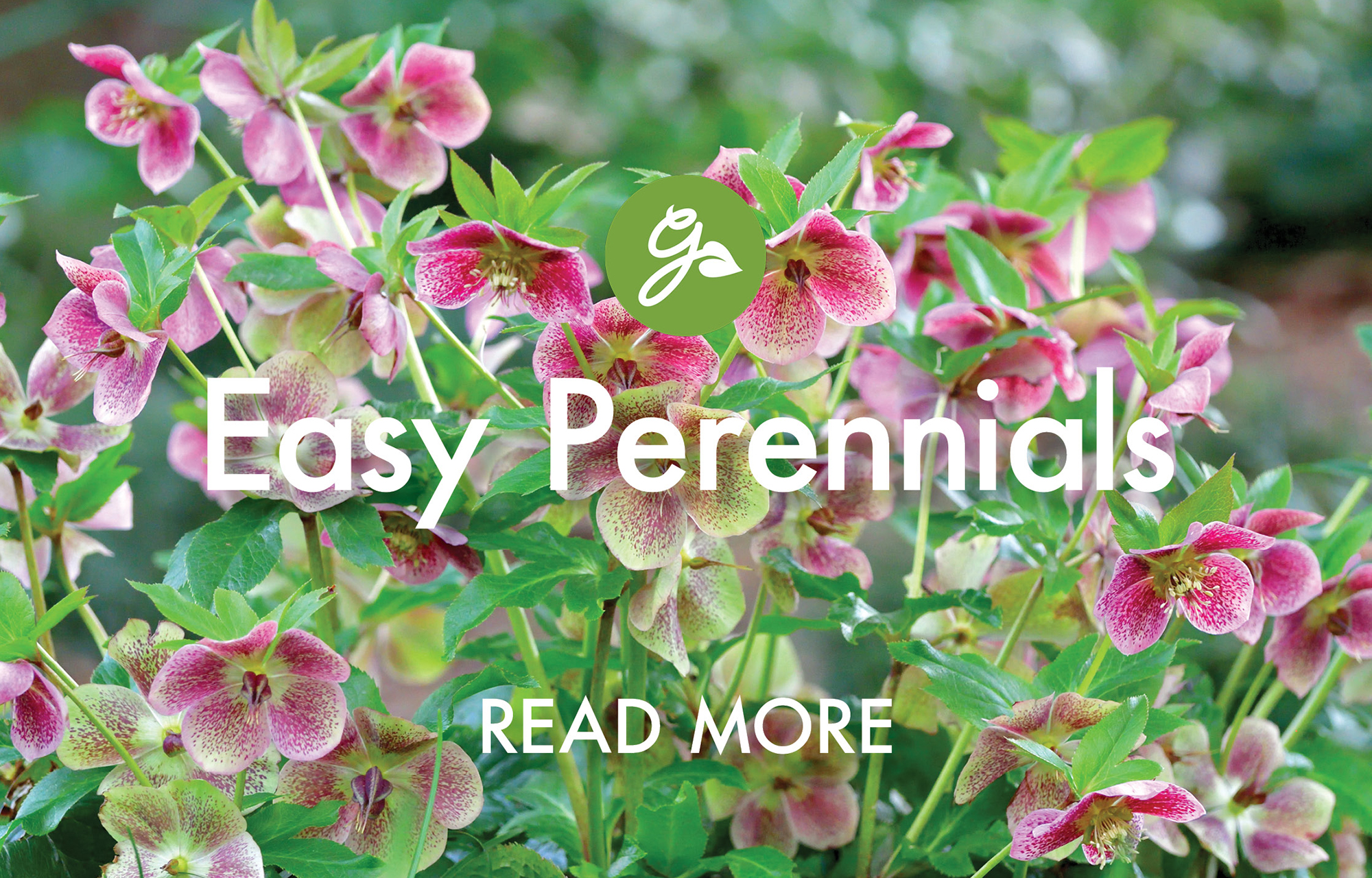 Read more about easy perennials to plant in 2026. Image shows hellebores growing in garden