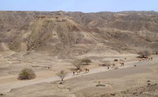 a camel caravan as the animals move across the so-called Lee Adoyta region in the Ledi-Geraru research site near where researchers discovered the early Homo mandible.