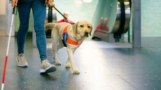 Service dog leading person through a station