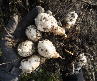 Jerusalem artichokes lifted from the ground