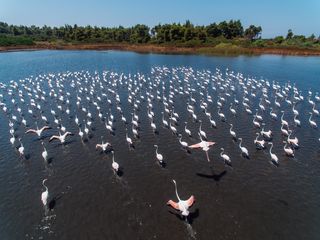 A flock of birds on one of the lagoons at Sani wetlands
