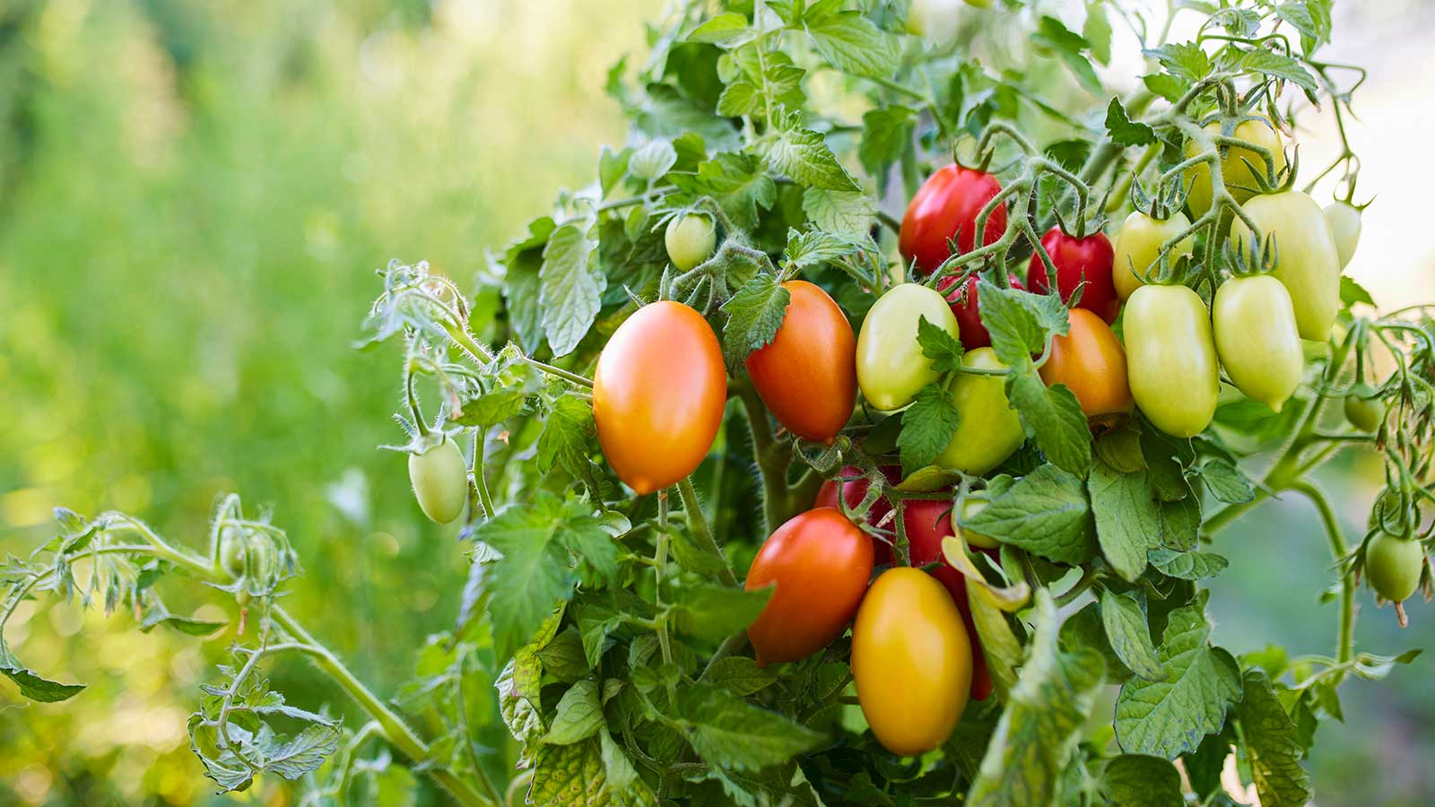 tomato plants growing
