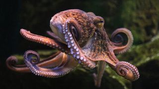 Common octopus