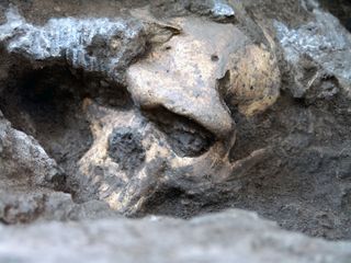 Ancient Homo Skull