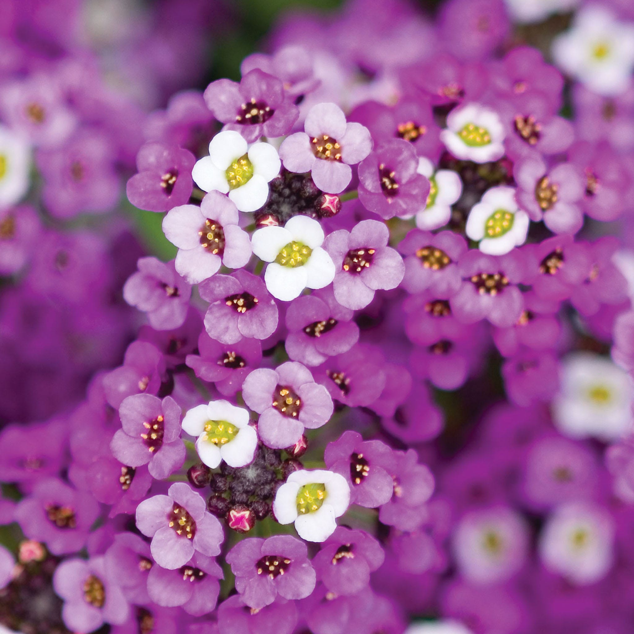 Royal Carpet Alyssum Seeds