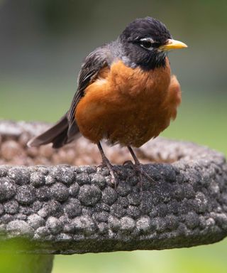 American robin on edge of bird bath