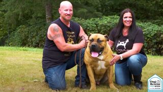 Boerboel dog outside with Danny and Paula Gibson