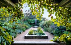 Looking through Vitis coignetiae to the Exotic Garden with its water-fountain sculpture by Giles Raynor. On the left are the large palmate leaves of Tetrapanax papyrifer ‘Rex’. The Gardens at East Ruston Old Vicarage, ©Richard Bloom