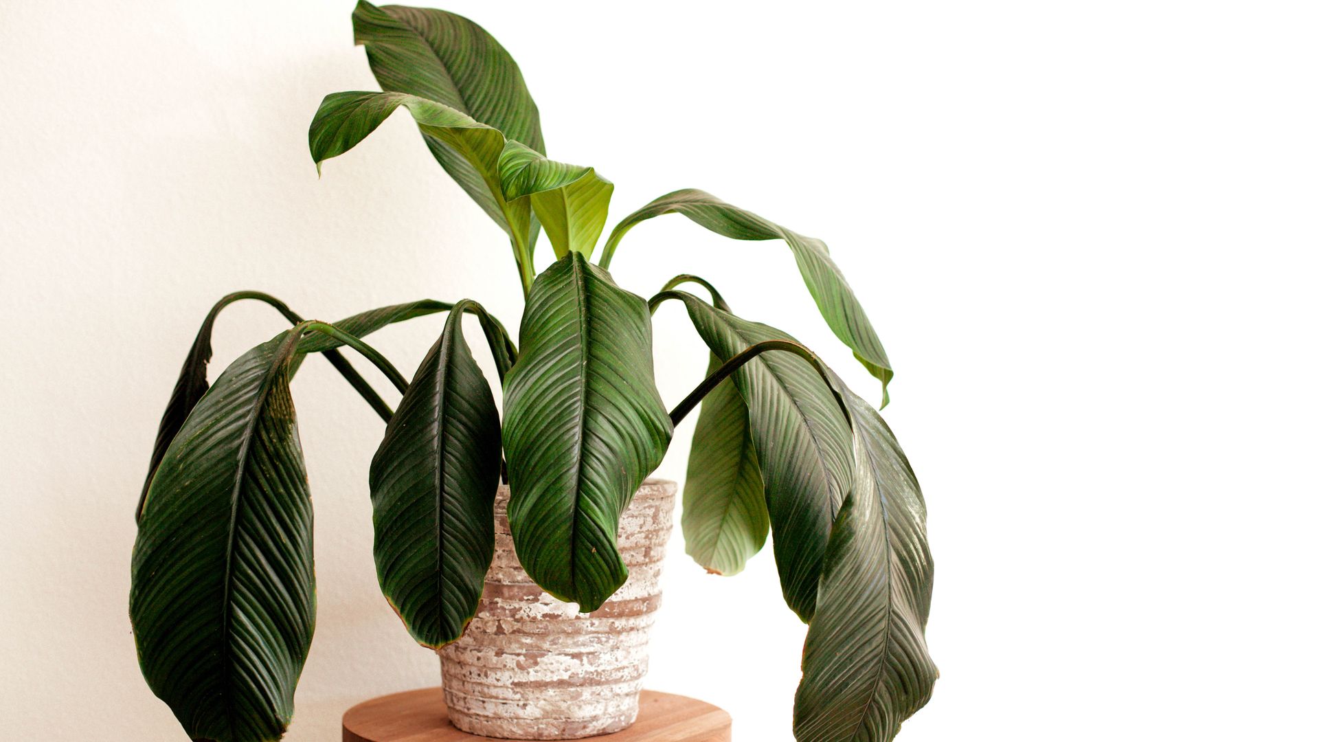 5 tips to save a dying plant before it's too late Tom's Guide