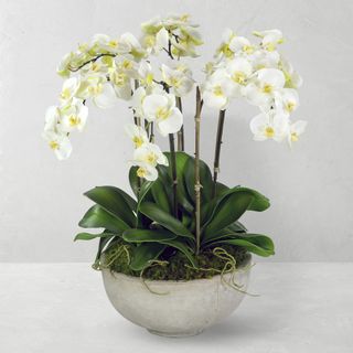 large white faux orchid plant from william sonoma