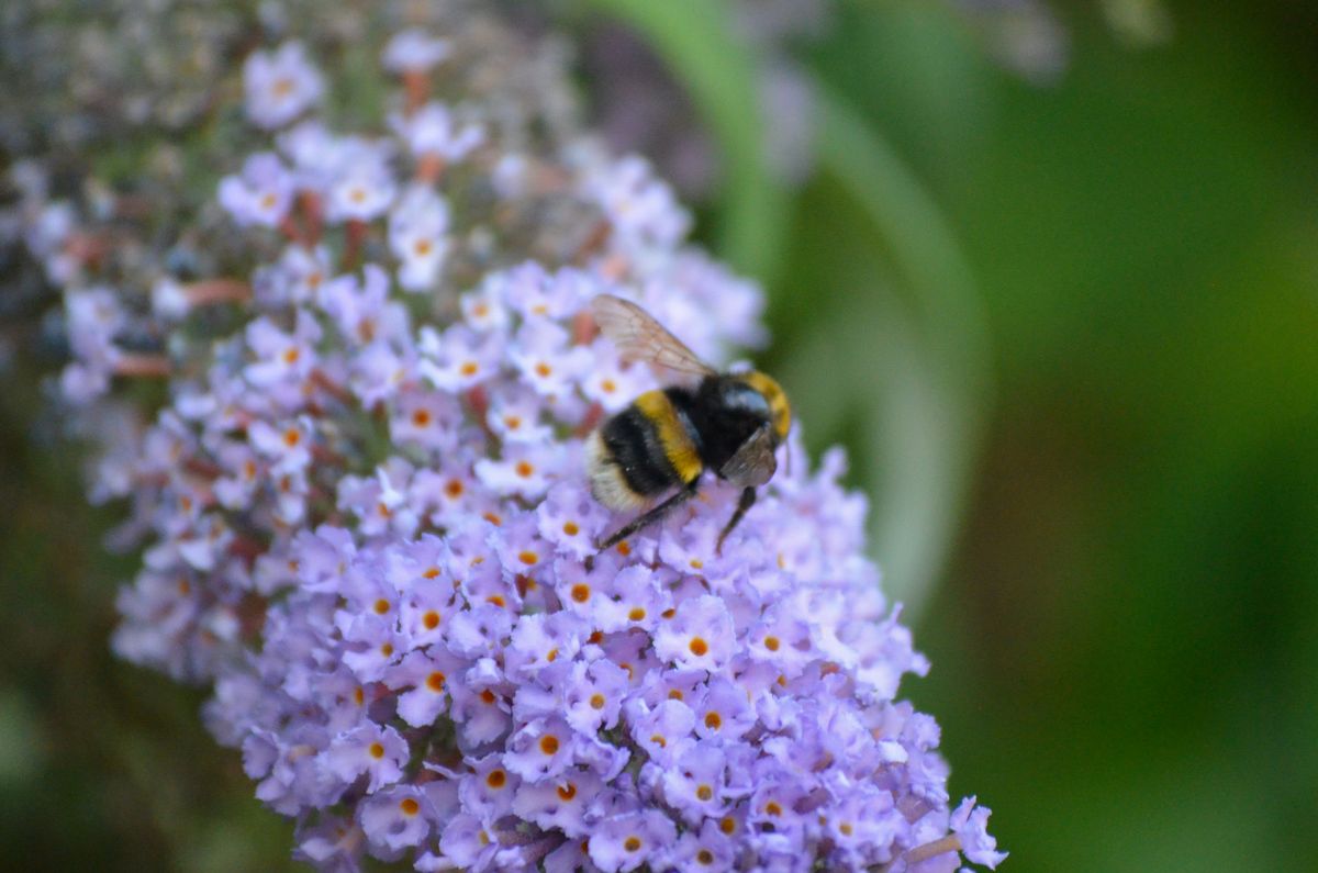 A photo taken on a Nikon D5100 DSLR camera