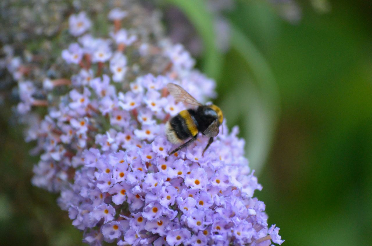 A photo taken on a Nikon D5100 DSLR camera