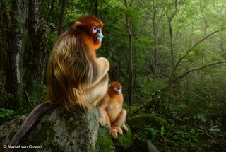 Marsel van Oosten Mother image 6