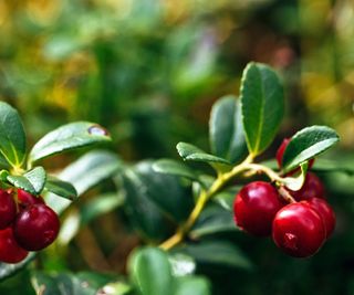 Red berries of a lingonberry plant in a woodland garden