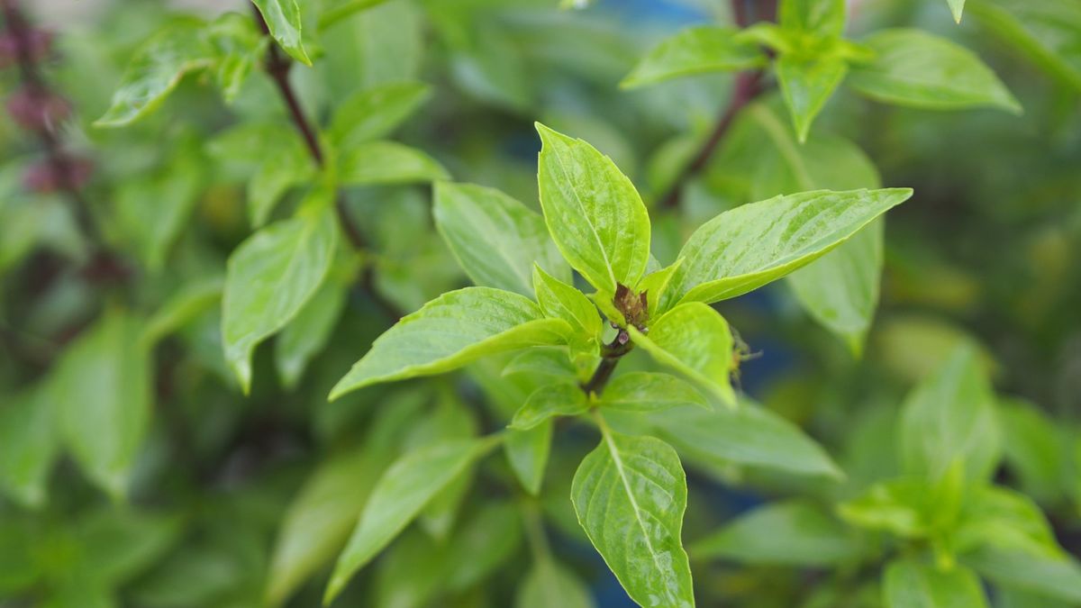 My beginner-friendly tips for growing Thai basil will give you a bumper crop of aromatic leaves