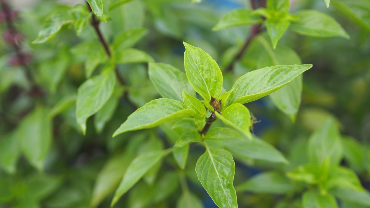 The leaves and stem of a Thai basil plant