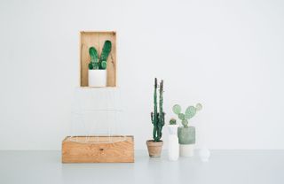 Kaktus København opens succulent new concept store