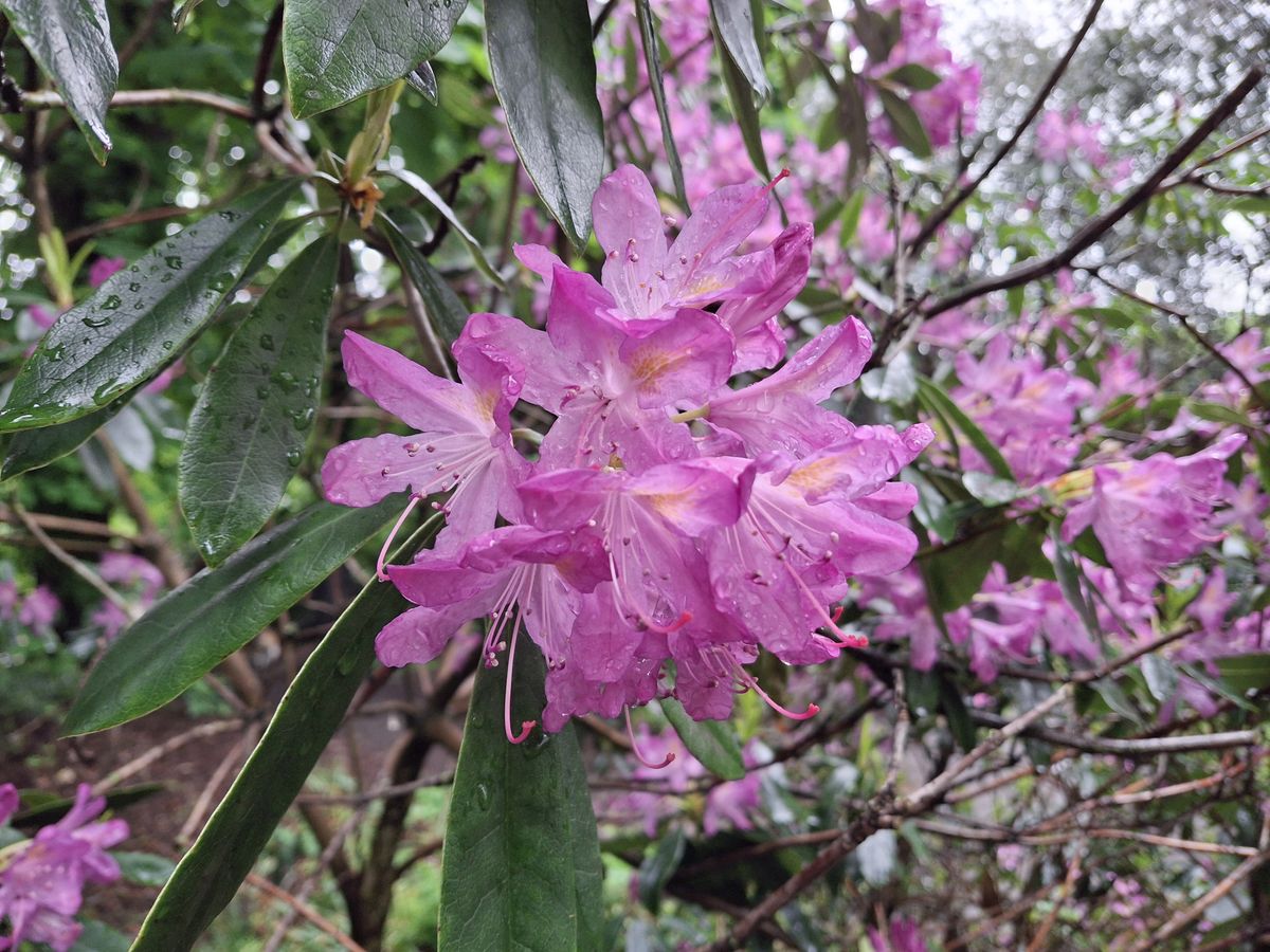 A bright flower taken on the Samsung Galaxy A35