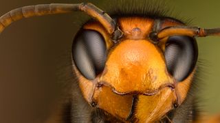 Giant Asian Hornet closeup