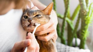 Abyssinian cat having teeth brushed