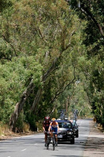 The break rode under some old gum trees.