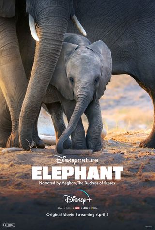 Elephant poster on Disney+