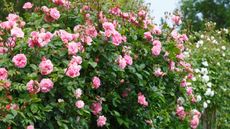 Pink rambling roses