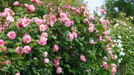 Pink rambling roses