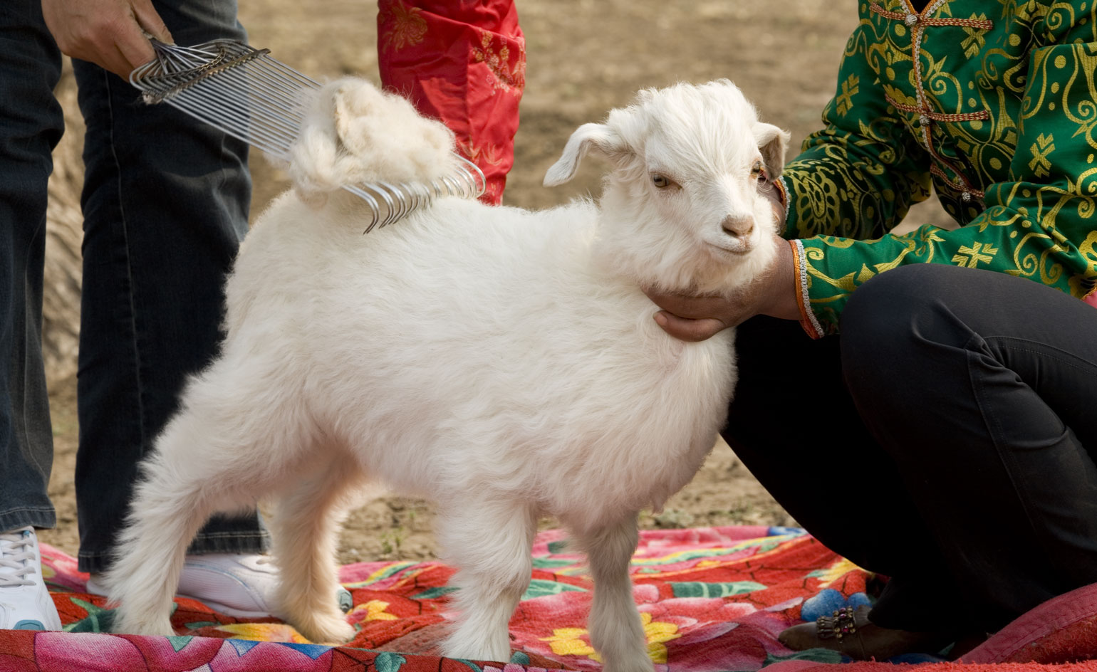baby cashmere