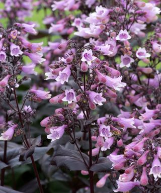 purple flowers of penstemon 'Dakota Burgundy'