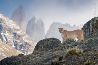 A puma in the mountains of Chile