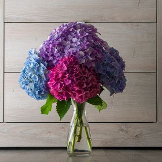 Bunch of pink and blue hydrangeas in glass vase