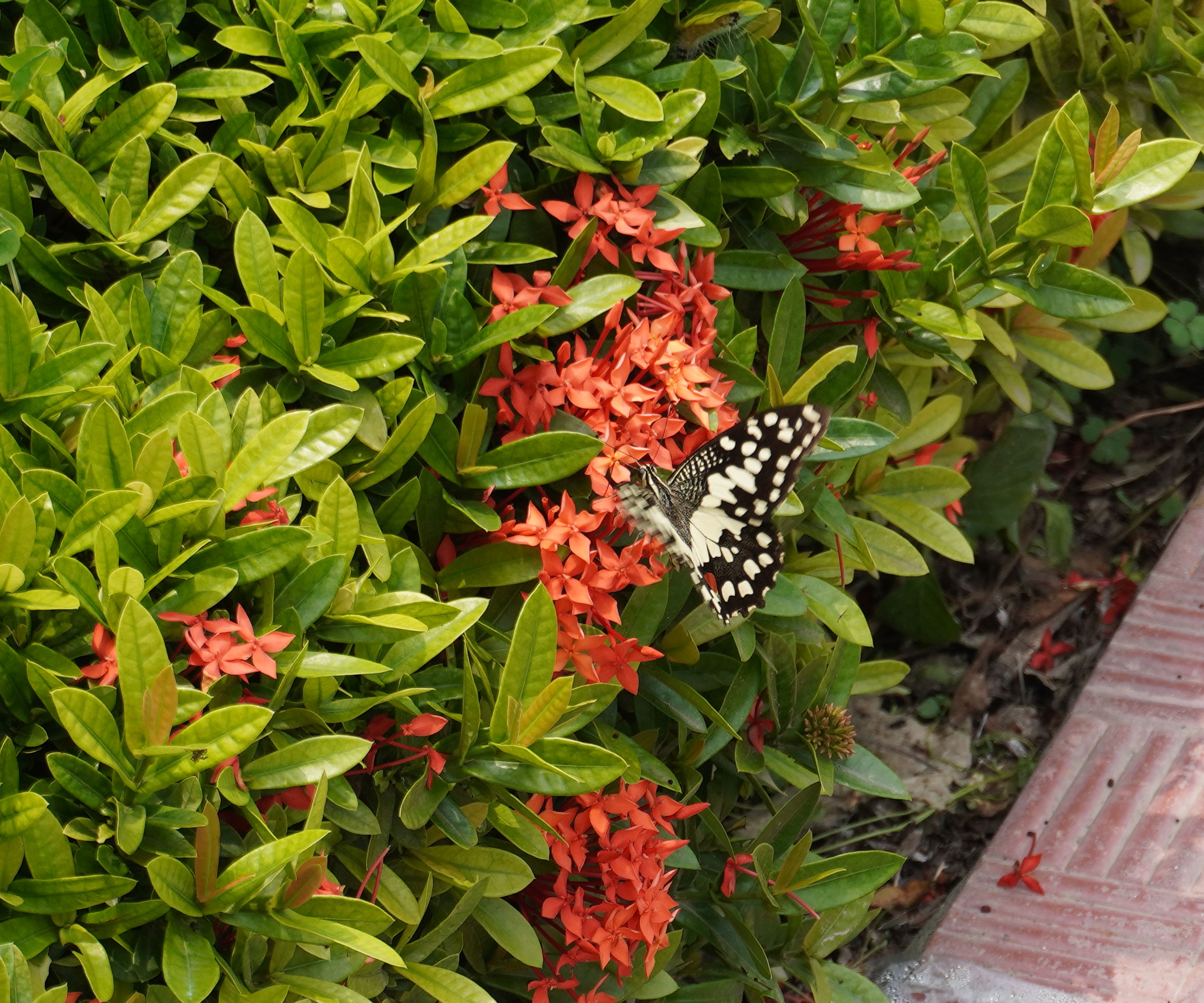 butterflies sheltering on privacy hedge