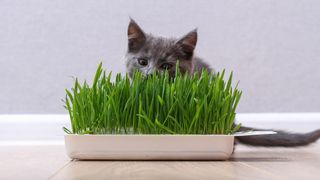 Kitten peeking out from behind catnip plant