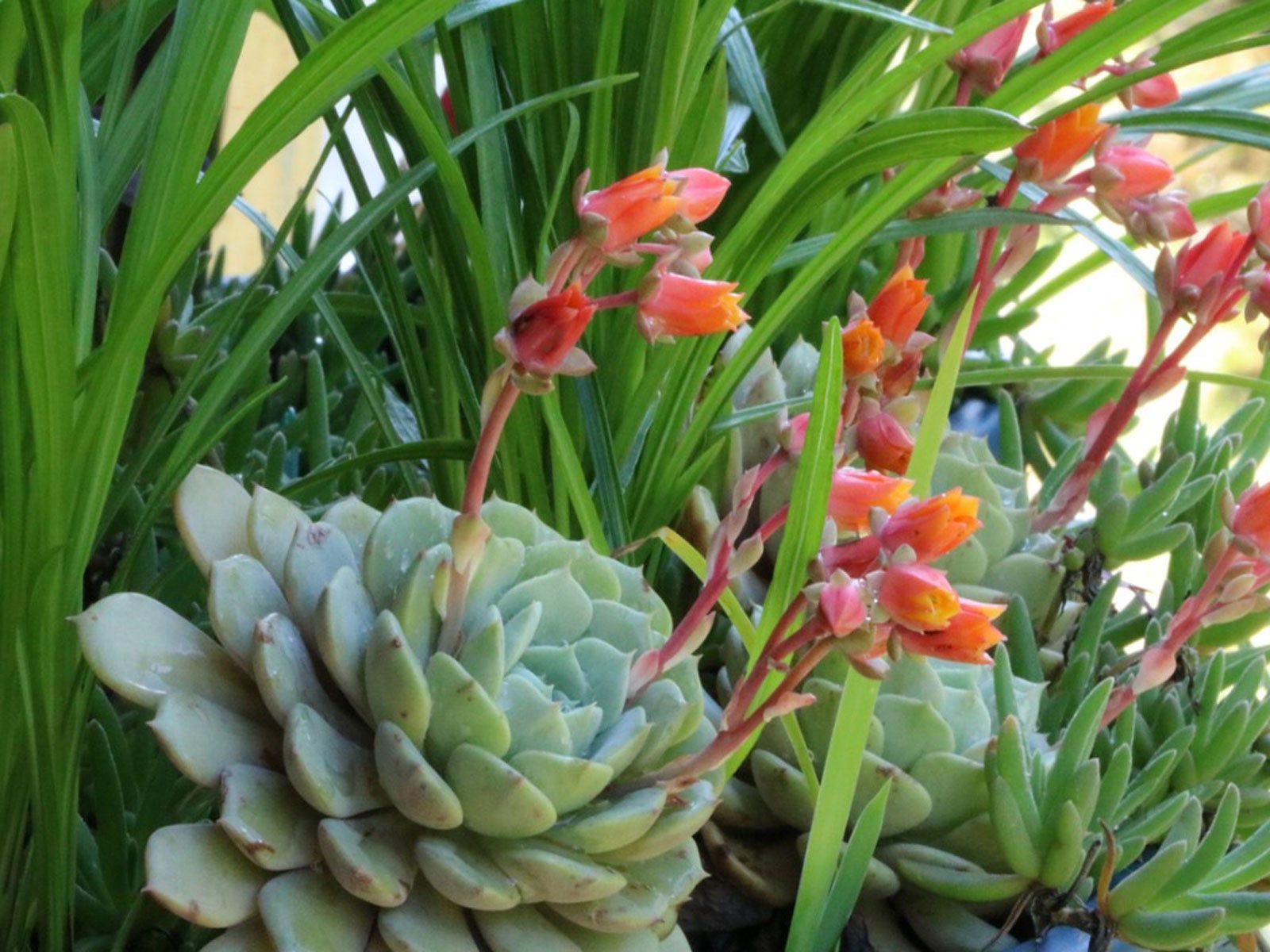 Growing Succulents In The Shade: Shade Tolerant Succulents For Garden |  Gardening Know How