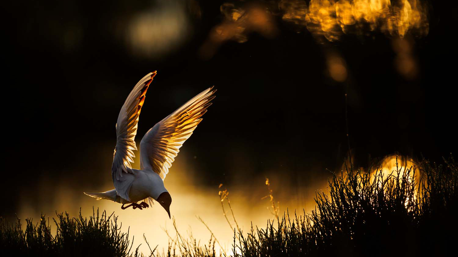 Bird with wings spread wide, illuminated by golden sunset light, descending toward dark silhouetted bushes