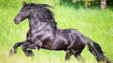Friesian horse