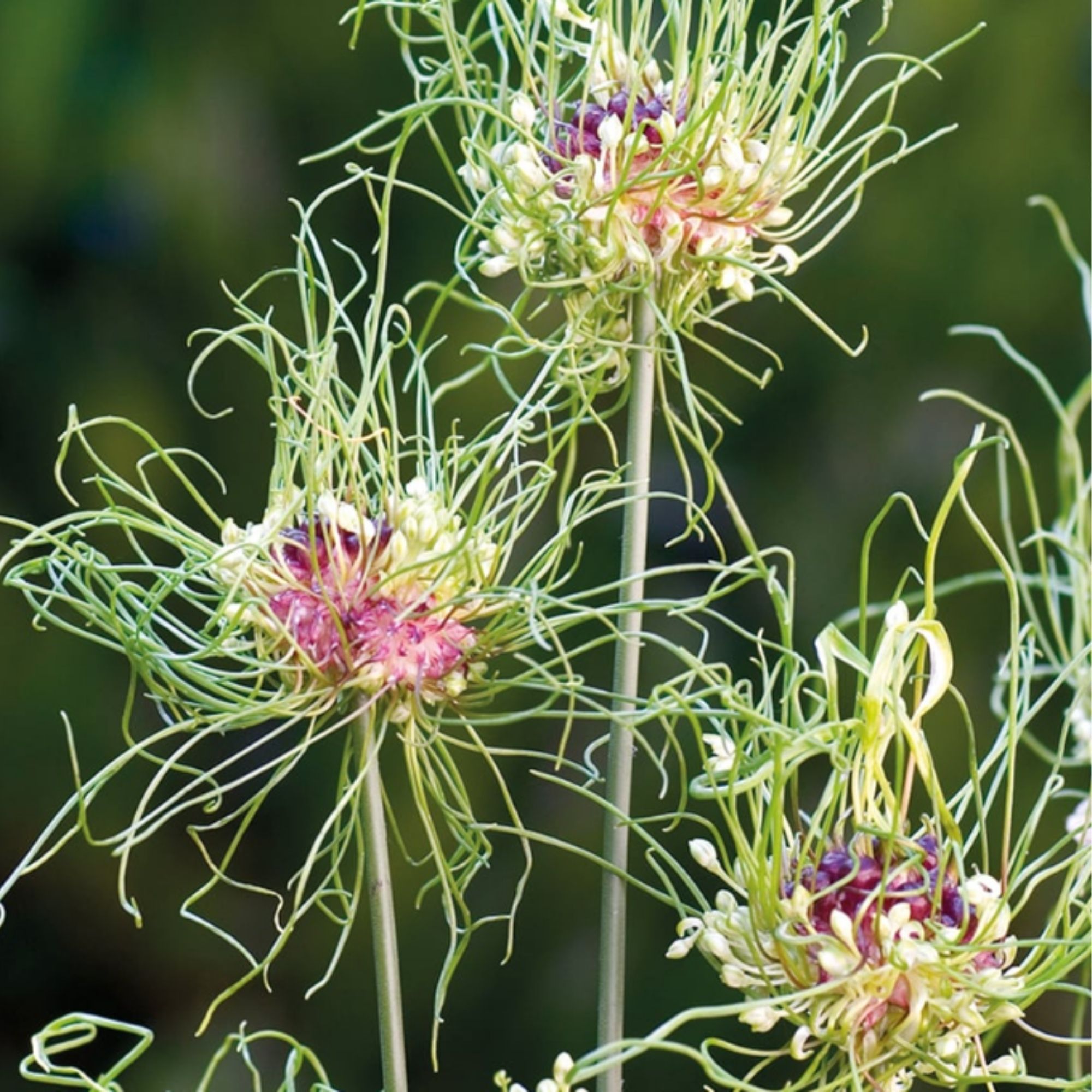 Crazy hair allium