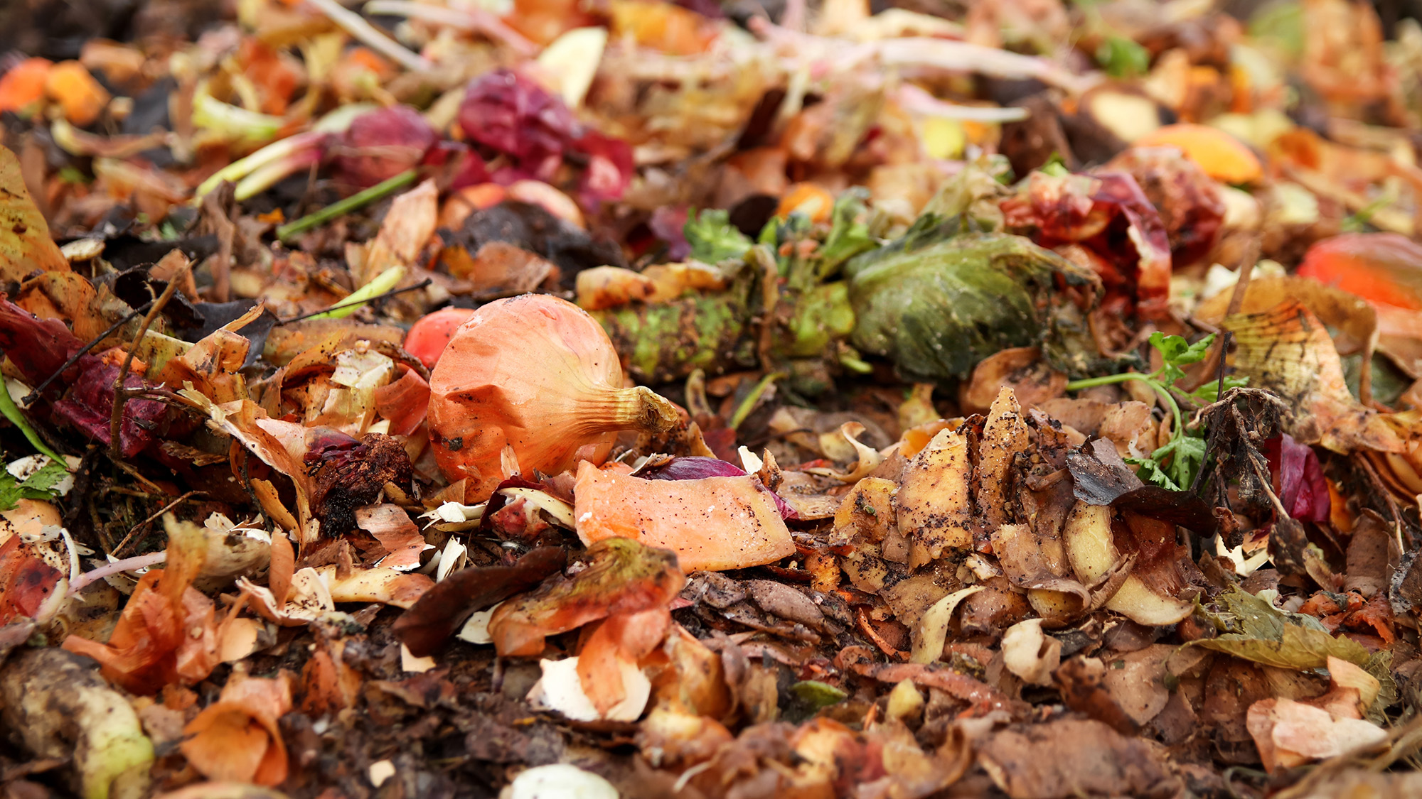 Fruit and vegetables in compost