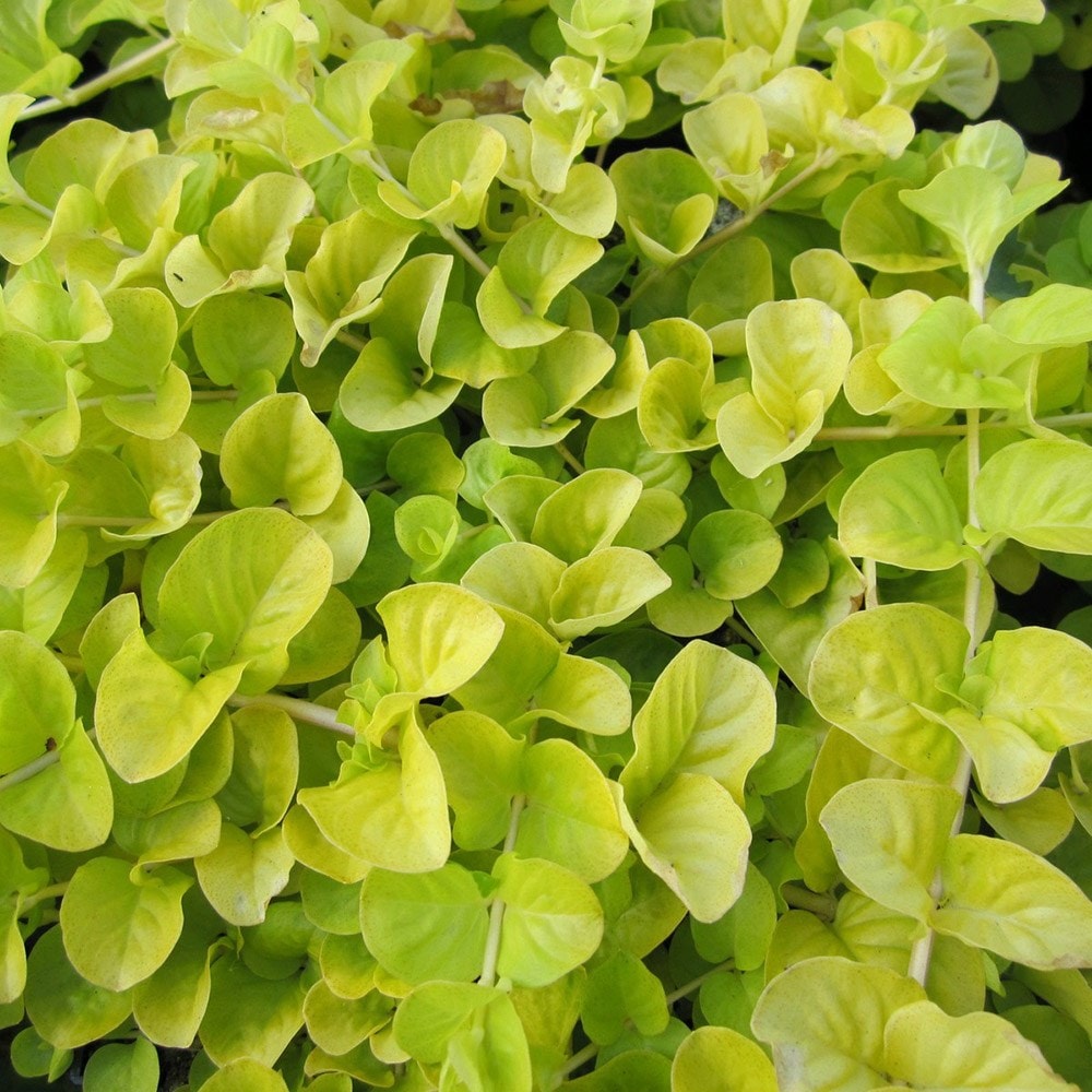 Lysimachia Nummularia 'aurea'