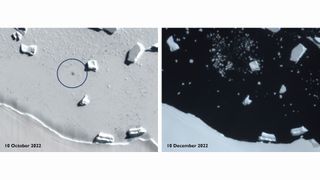 Satellite images revealed the extent of sea ice loss in areas of Antarctica where emperor penguins breed.