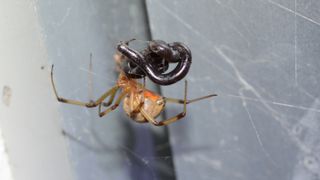 Here, a brown widow spider (Latrodectus geometricus) eats a Brahminy blindsnake (Indotyphlops braminus) in Zaachila, Oaxaca, Mexico.