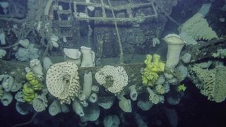The USS Independence wreck is now covered in a diverse array of large glass sponges.