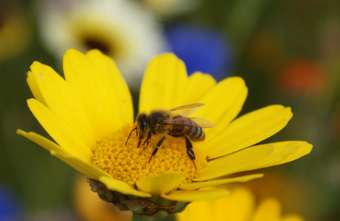 a honeybee on a flower