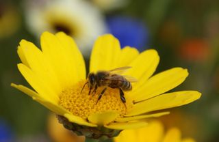 a honeybee on a flower